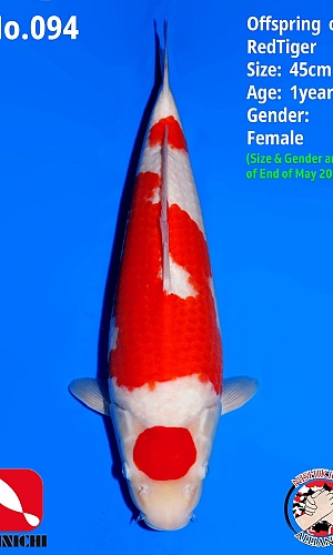 1Y Kohaku