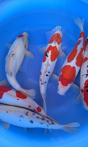 2Y Doitsu Sanke, Kohaku WYSIWYG