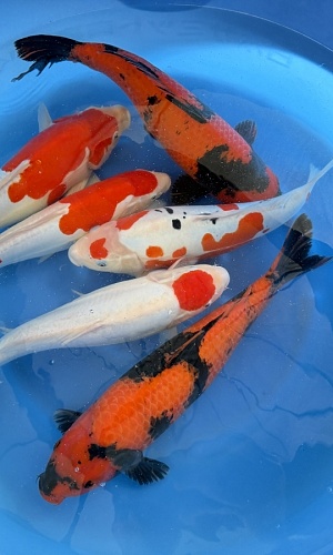 2Y Doitsu T Kohaku, Doitsu Sanke, Doitsu Kohaku, Hi Utsuri