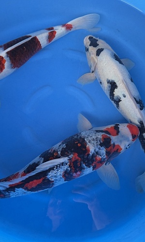 2Y Goromo, GR Showa, Shiro Utsuri