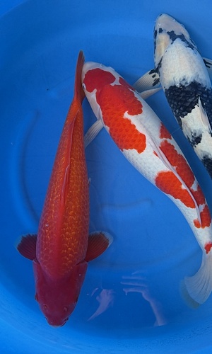 2Y GR Benigoi, Kohaku, Shiro Utsuri