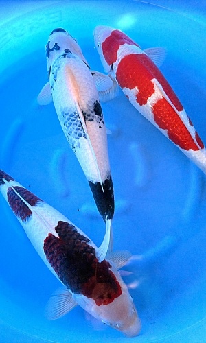 2Y HQ Goromo, GR Kohaku, Shiro Utsuri