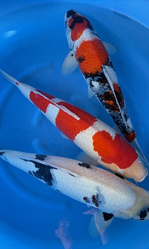 2Y HQ Shiro Utsuri, Kohaku, Showa