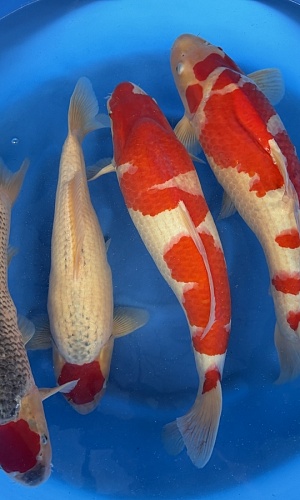 2Y Kohaku / Tancho Goshiki