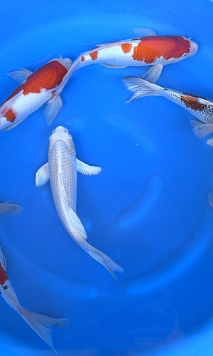 2Y Longfin Mix