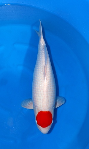3Y HQ Tancho Kohaku - Super good!!