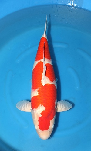 4Y F Kohaku S Legend SFF x Dainichi XJr - Azukari 2023