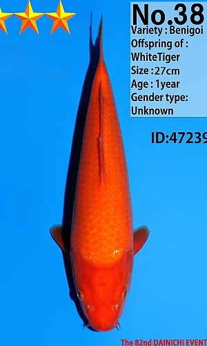 BENIGOI