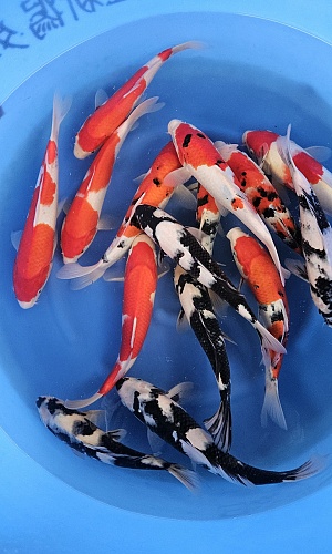 GO SANKE + SHIRO UTSURI MIX