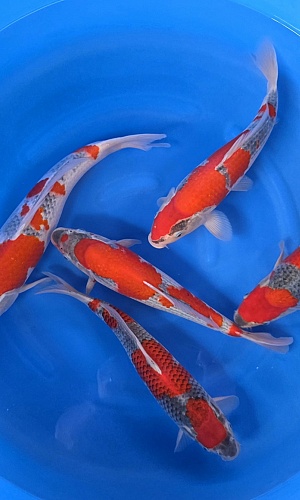 GOSHKI 