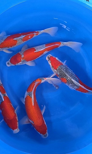 GOSHKI