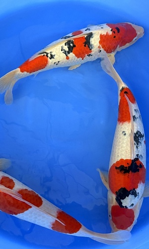 HQ 2Y Kohaku 1x / Sanke 2x 