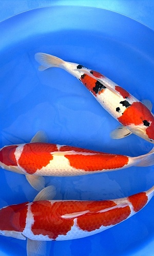 HQ 2Y Kohaku 2x / Sanke 1x 