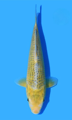 JUMBO TOSAI GOLDEN CORN