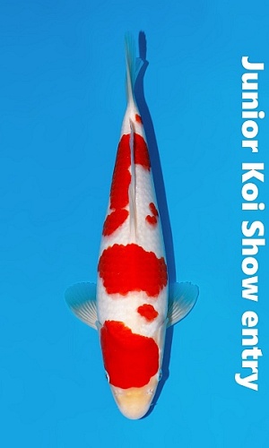 JUMBO TOSAI KOHAKU IJKS 2026