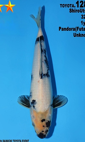 JUMBO TOSAI SHIRO UTSURI