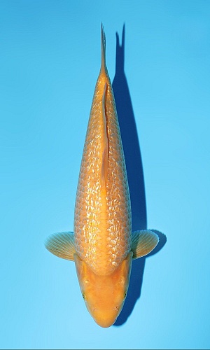 JUMBO TOSAI YELLOW MONKEY + AZUKARI