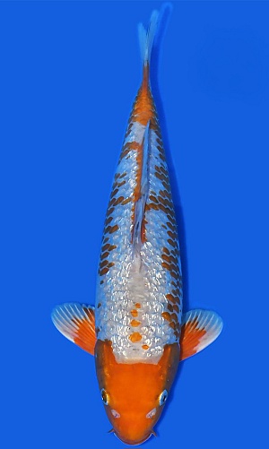 KAWARIGOI