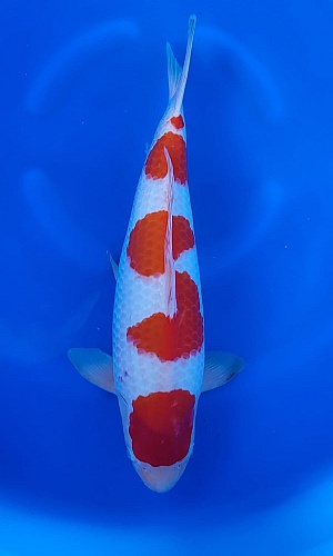 KOHAKU SHOW