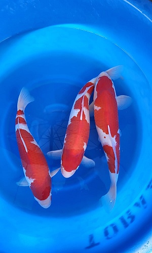 KOHAKU HQ