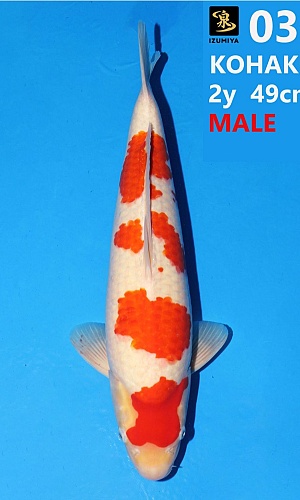KOHAKU