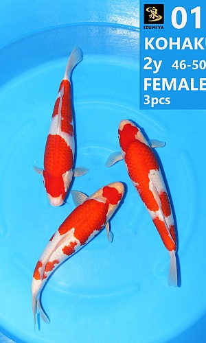 KOHAKU