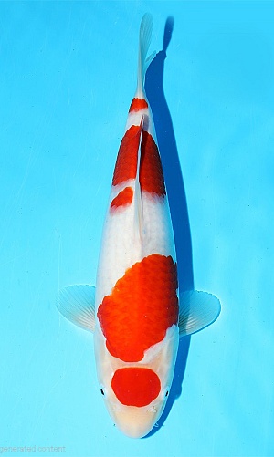 KOHAKU JUMBO TOSAI + AZUKARI