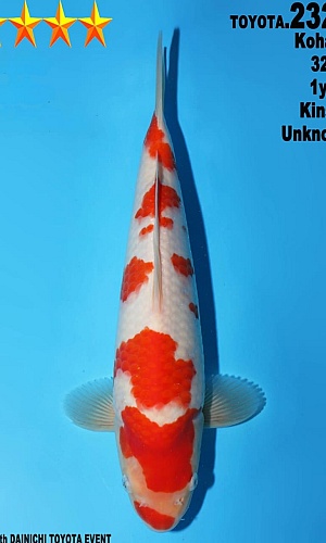 KOHAKU JUMBO TOSAI