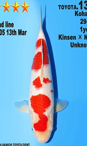 KOHAKU JUMBO TOSAI