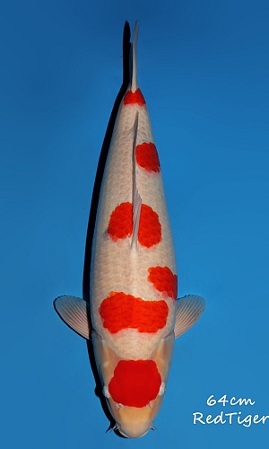 KOHAKU MULTI-STEP - RED TIGER