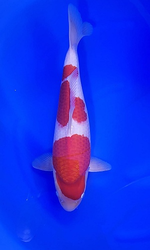 KOHAKU NISAI