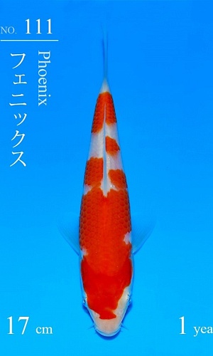 KOHAKU SAKAI CUP + AZUKARI 2027
