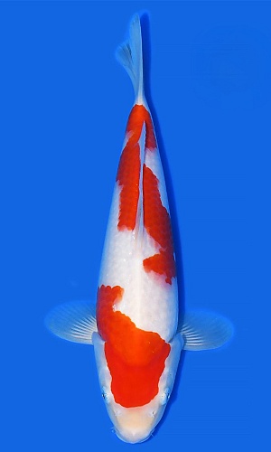 KOHAKU
