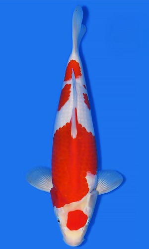 KOHAKU