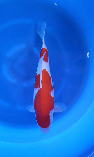 KOHAKU