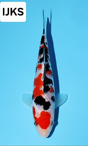 SANKE JUNIOR KOI SHOW + AZUKARI