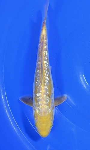 GOLD BAR AGROKE