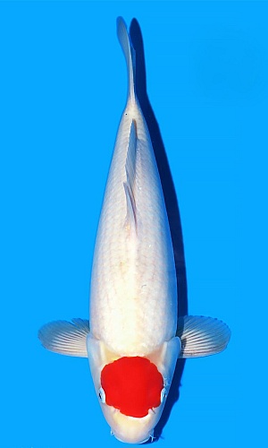 TANCHO KOHAKU