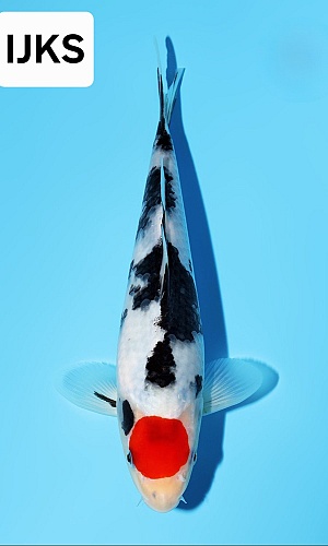 TANCHO SANKE JUNIOR KOI SHOW + AZUKARI