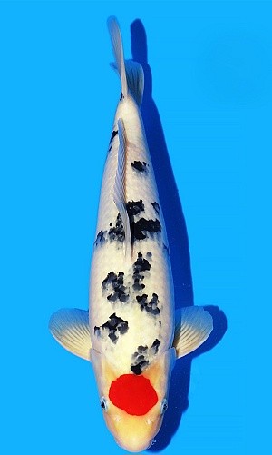 TANCHO SANKE