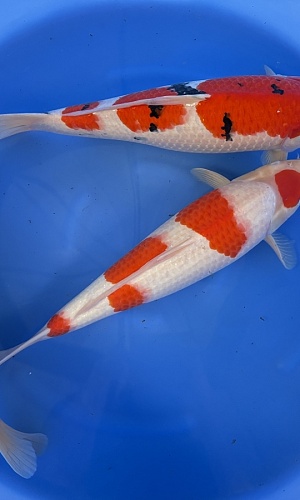 WYSIWYG 2Y Female kohaku + sanke (blanc certificates) x 3pcs