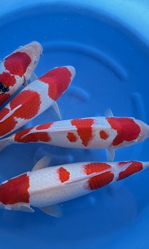 WYSIWYG 2Y Female Kohaku 3pcs + ginrin sanke 1pcs