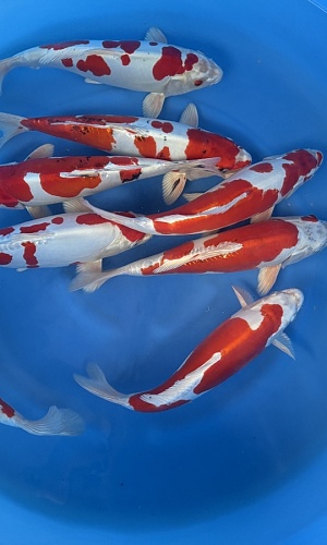 WYSIWYG 2Y Hikarimoyo mix x 8pcs
