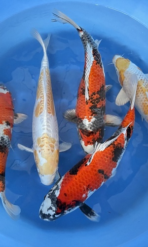 WYSIWYG 2Y kin showa, hariwake and doitsu hariwake x 5pcs