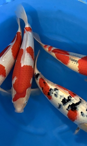WYSIWYG 2Y Male Selected Mix x 4pcs