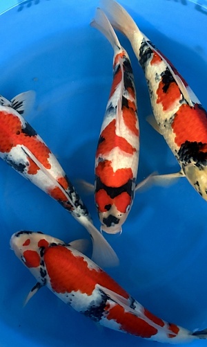 WYSIWYG 2Y Male Showa x 4pcs