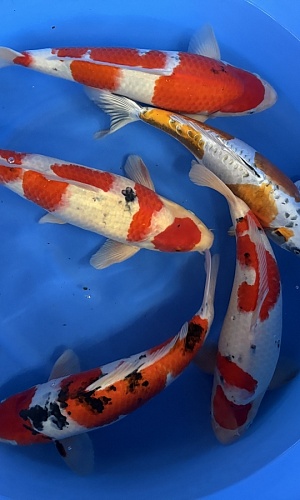 WYSIWYG 2Y Sanke 4x, kinkikokuryu 1x