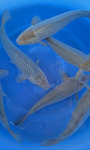 WYSIWYG 2Y Soragoi x 6pcs