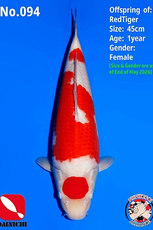 1Y Kohaku