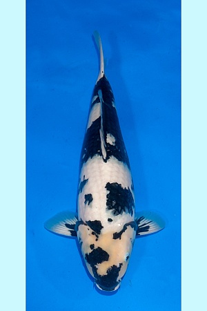 2Y HQ Female Shiro Utsuri Incl Azukari (Runner up AJYKS 58BU-2026)